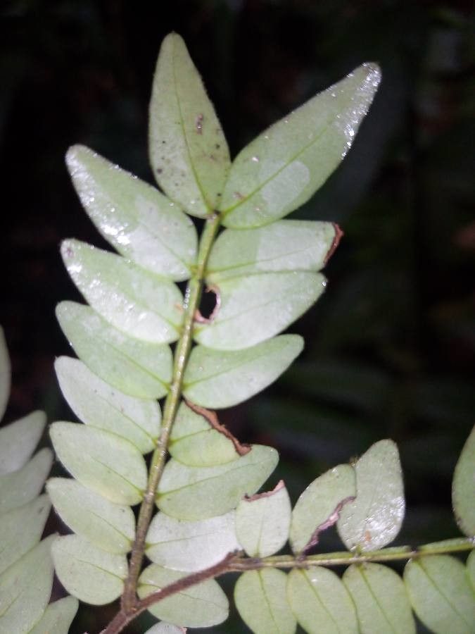 Inga virgultosa — houseplant care guide