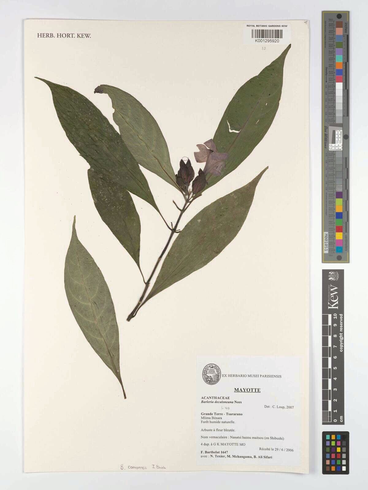 Barleria comorensis — houseplant care guide