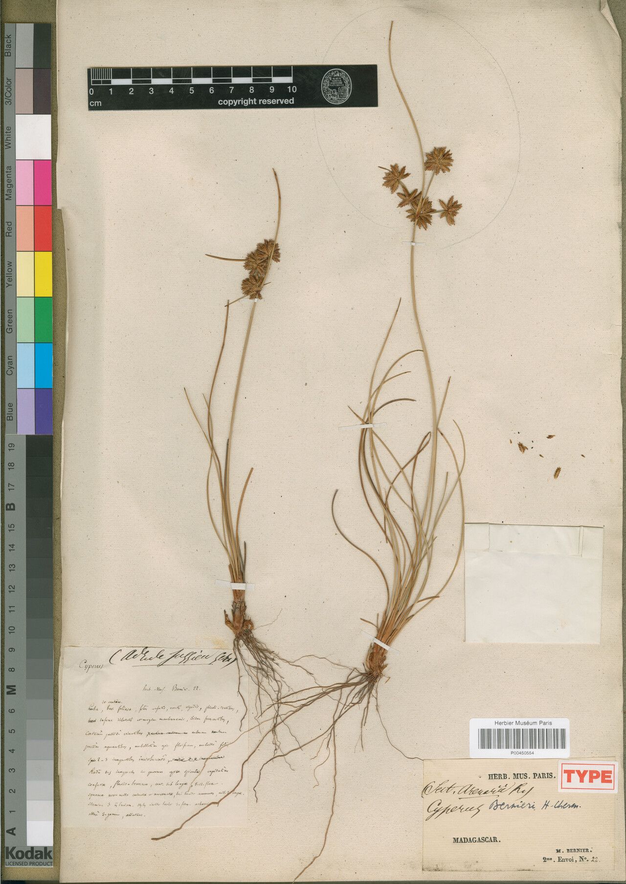 Cyperus bernieri — houseplant care guide