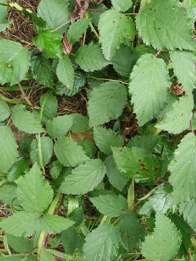 Rubus elegantispinosus flower