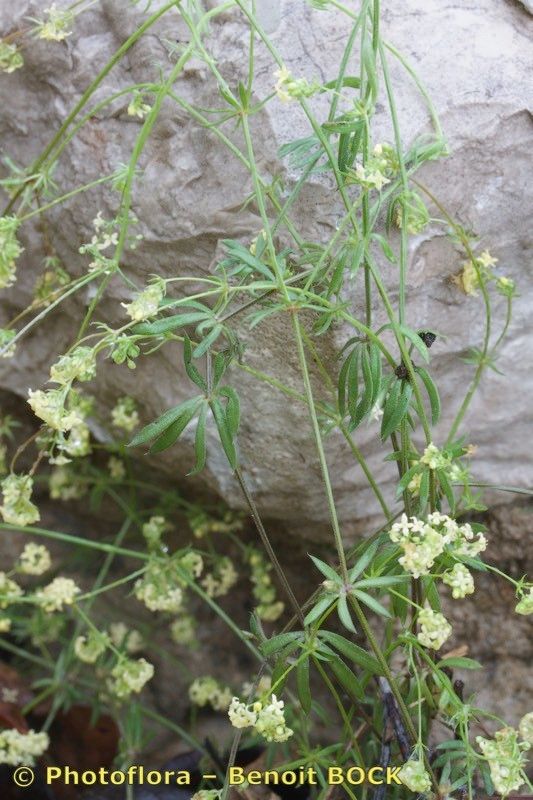 Galium valentinum habit