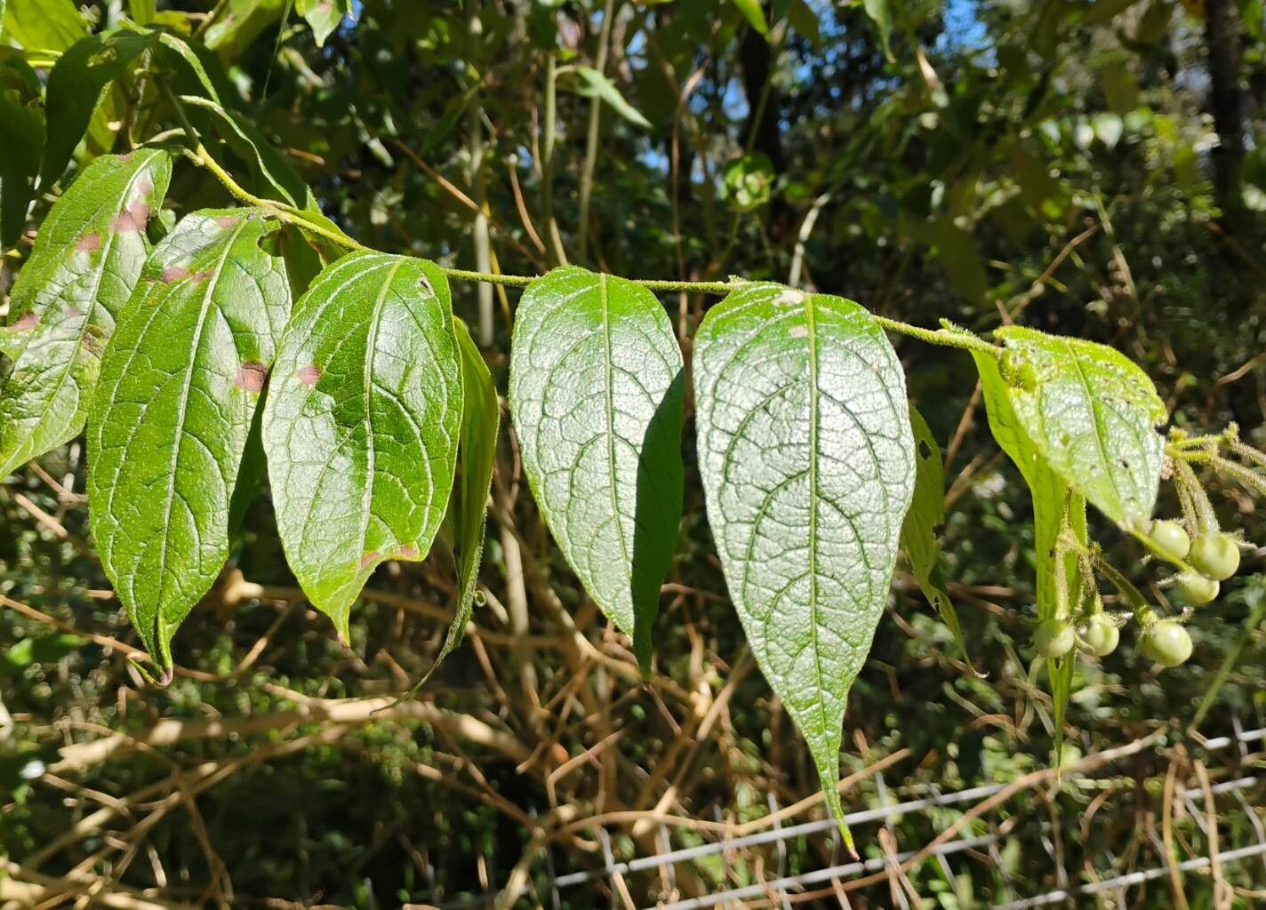 Solanum concinnum — houseplant care guide