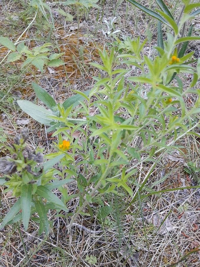 Lithospermum canescens — search result for 'Boraginaceae'
