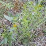 Lithospermum canescens