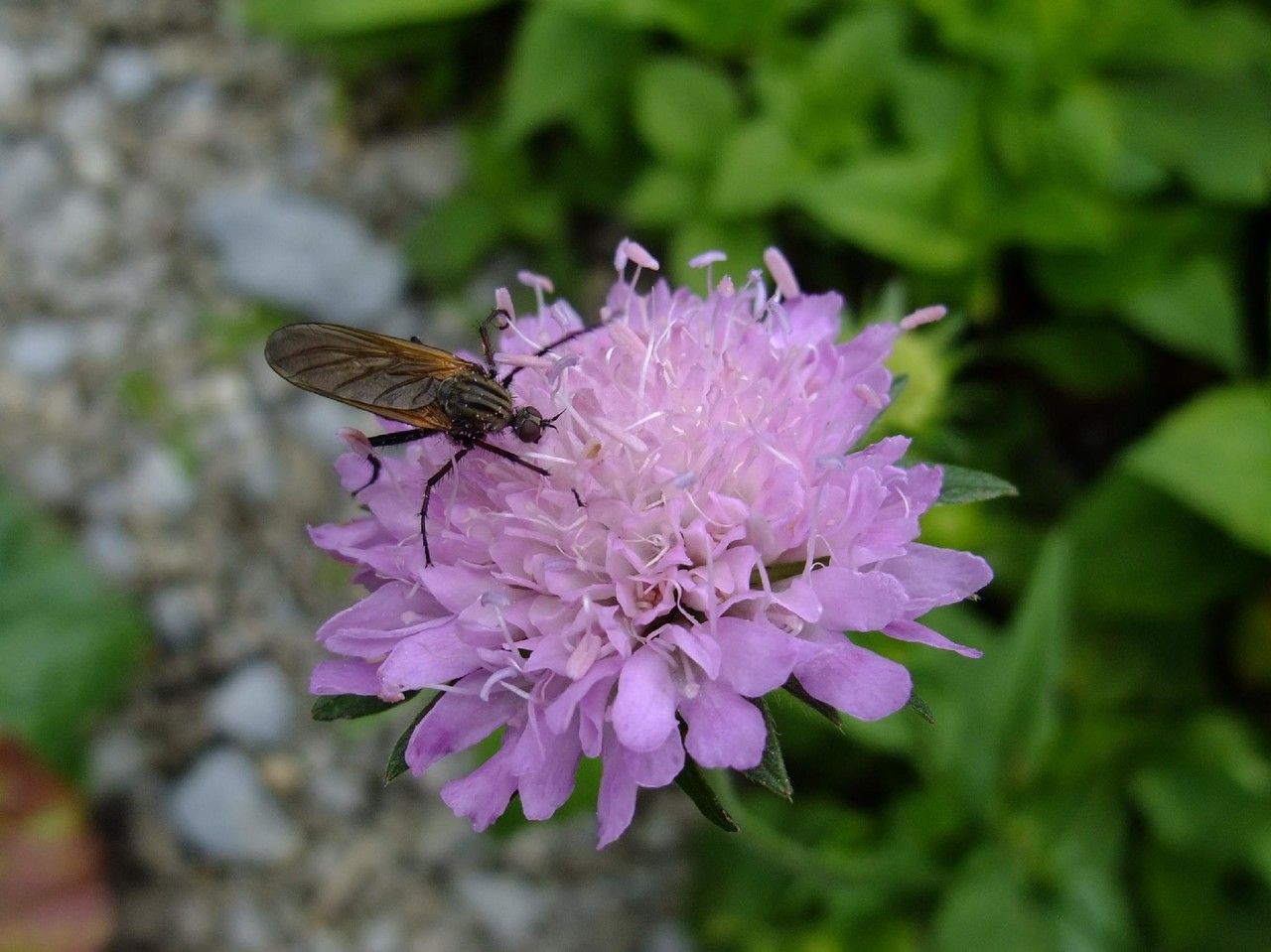 Knautia sarajevensis flower