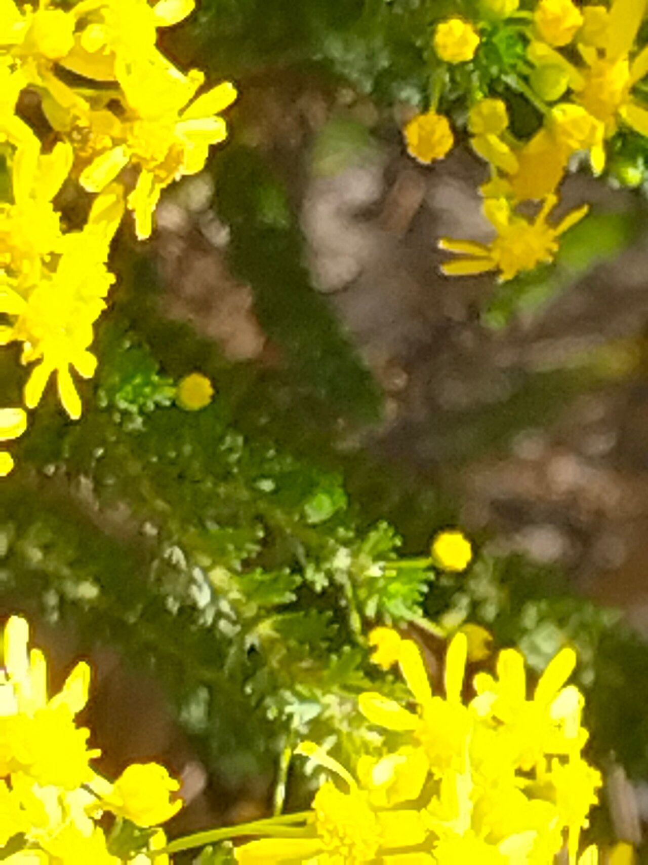 Euryops virgineus leaf
