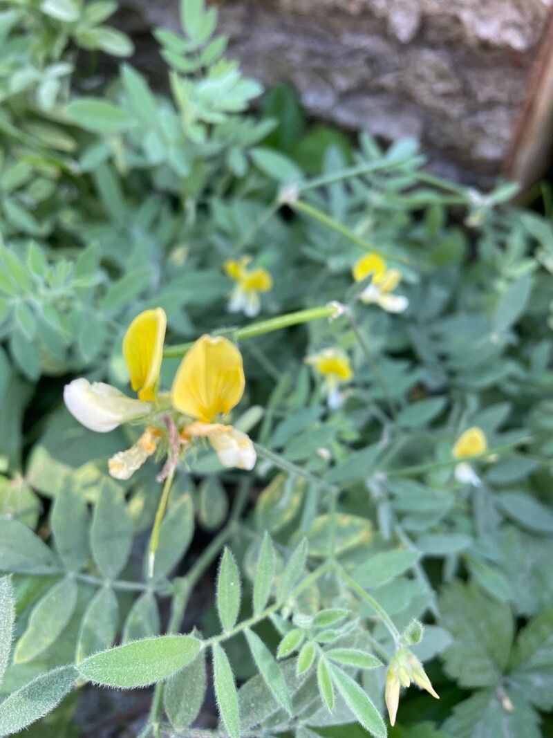 Hosackia oblongifolia flower