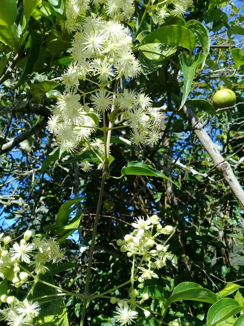 Clematis dioica flower