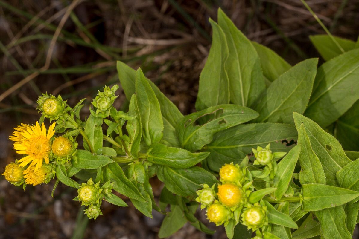 Inula spiraeifolia — search result for 'Iran'