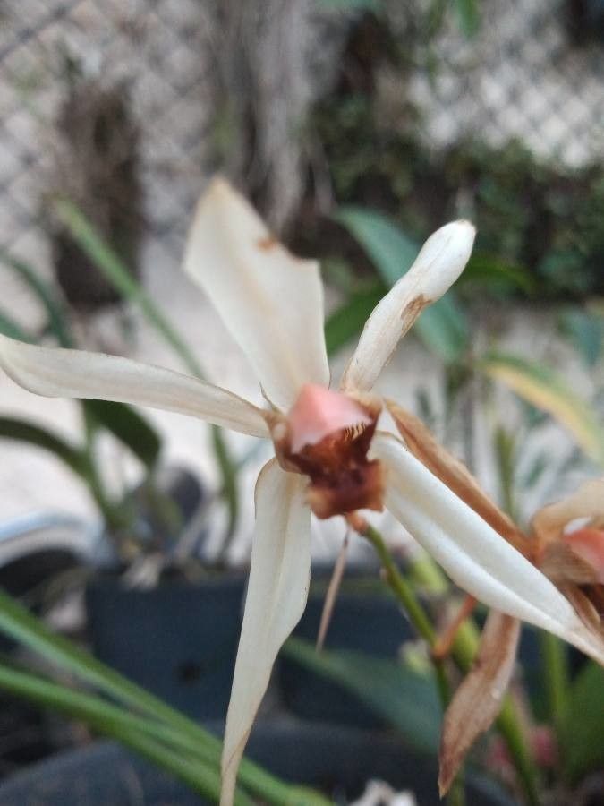 Coelogyne corymbosa — houseplant care guide