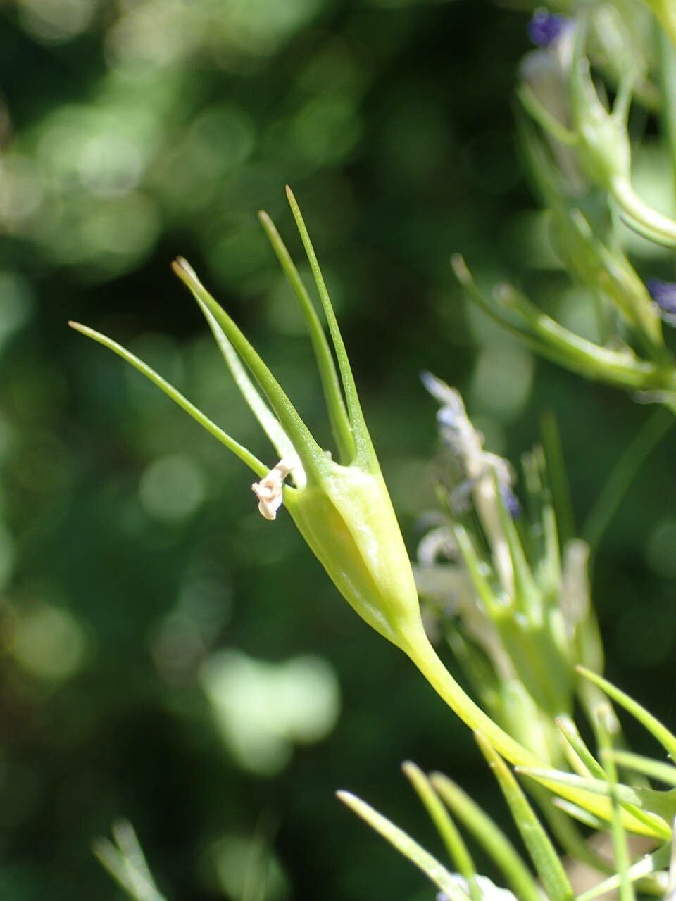 Campanula patula fruit