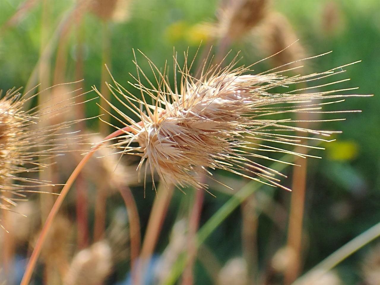 Cynosurus echinatus fruit