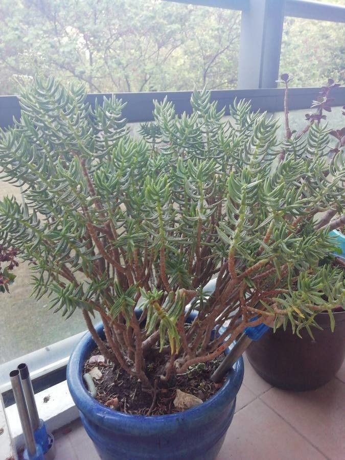 Crassula tetragona fruit