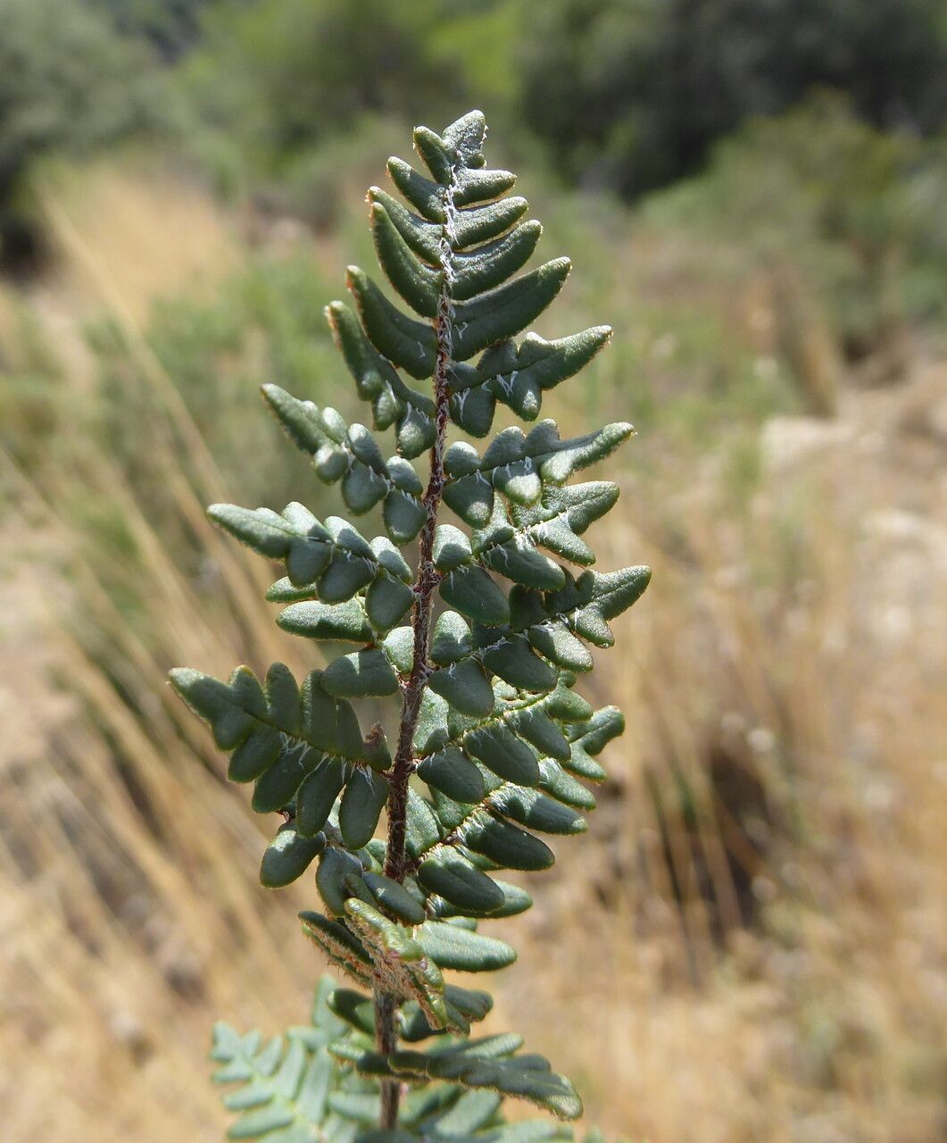 Paragymnopteris marantae leaf