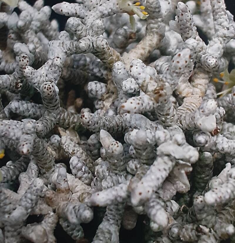 Anacampseros mallei — search result for 'Anacampseros'