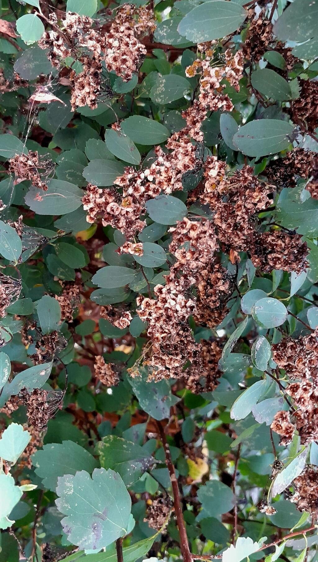 Spiraea trilobata fruit