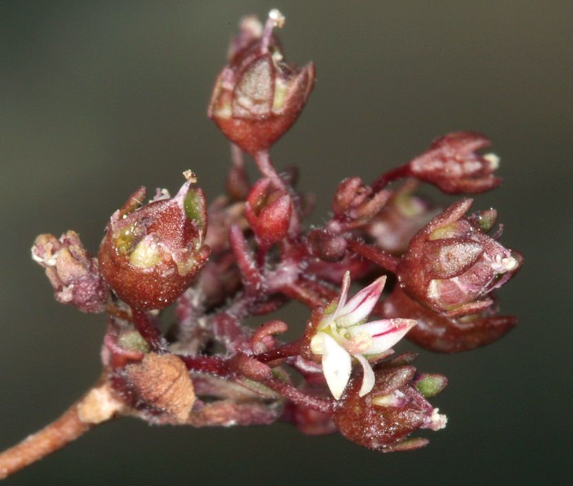 Nemacladus rigidus fruit