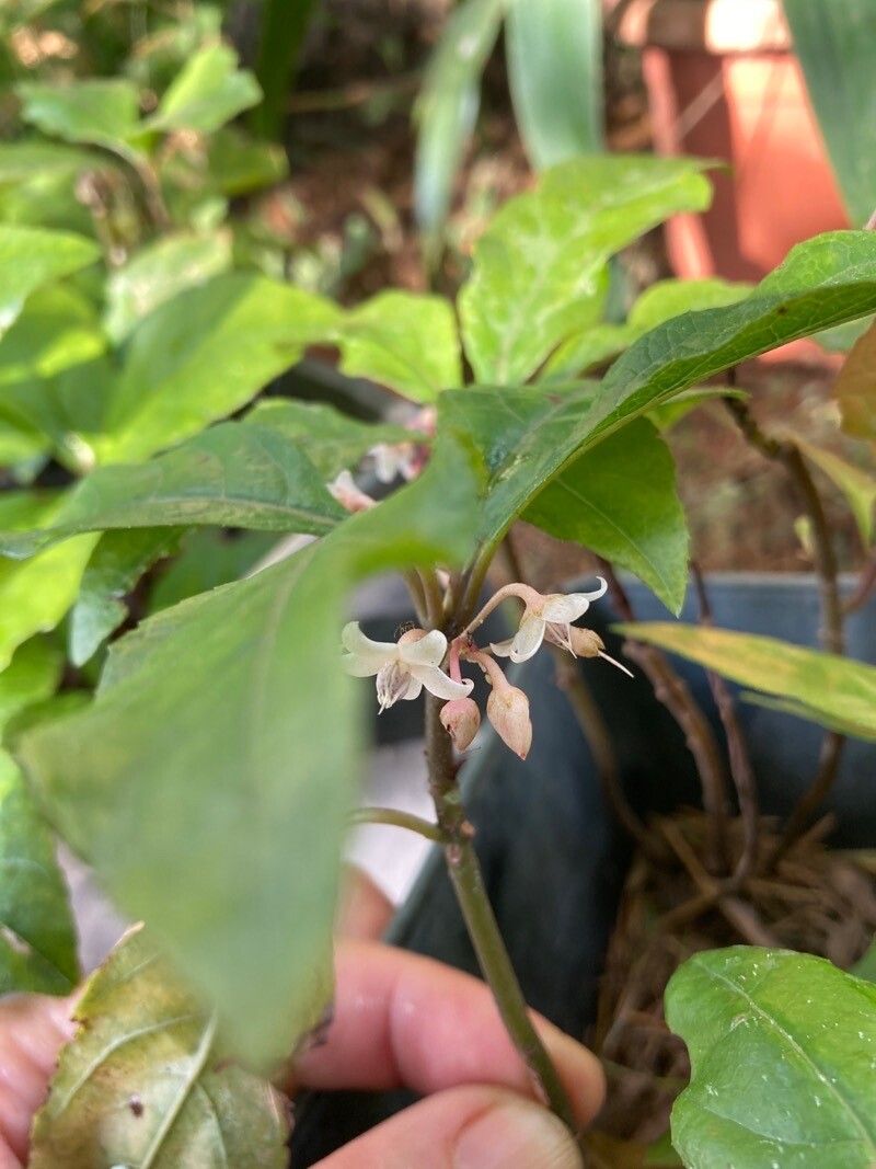 Ardisia japonica flower