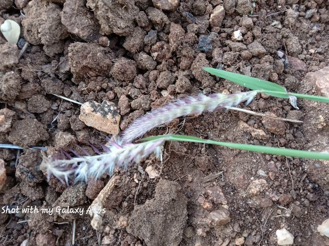 Elionurus royleanus — houseplant care guide