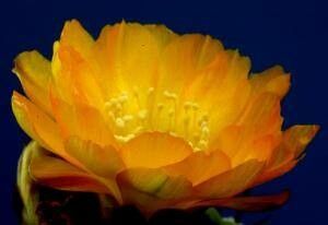 Weingartia kargliana flower