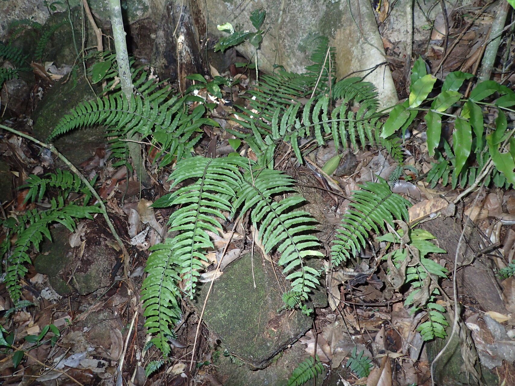 Asplenium mangindranense — houseplant care guide