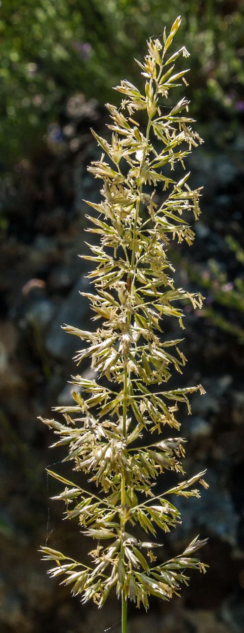 Koeleria splendens — search result for 'Koeleria'