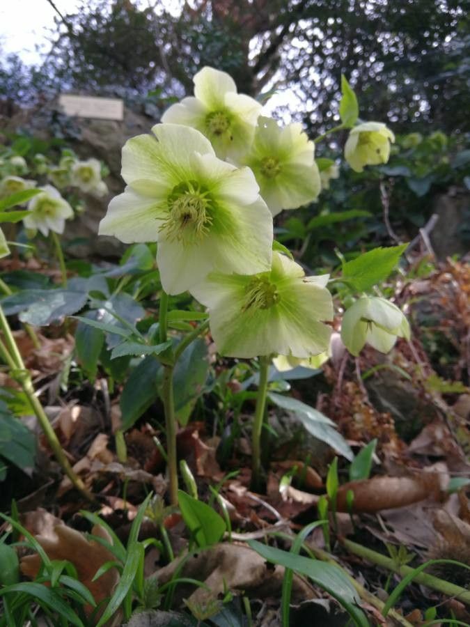 Helleborus × nigercors flower