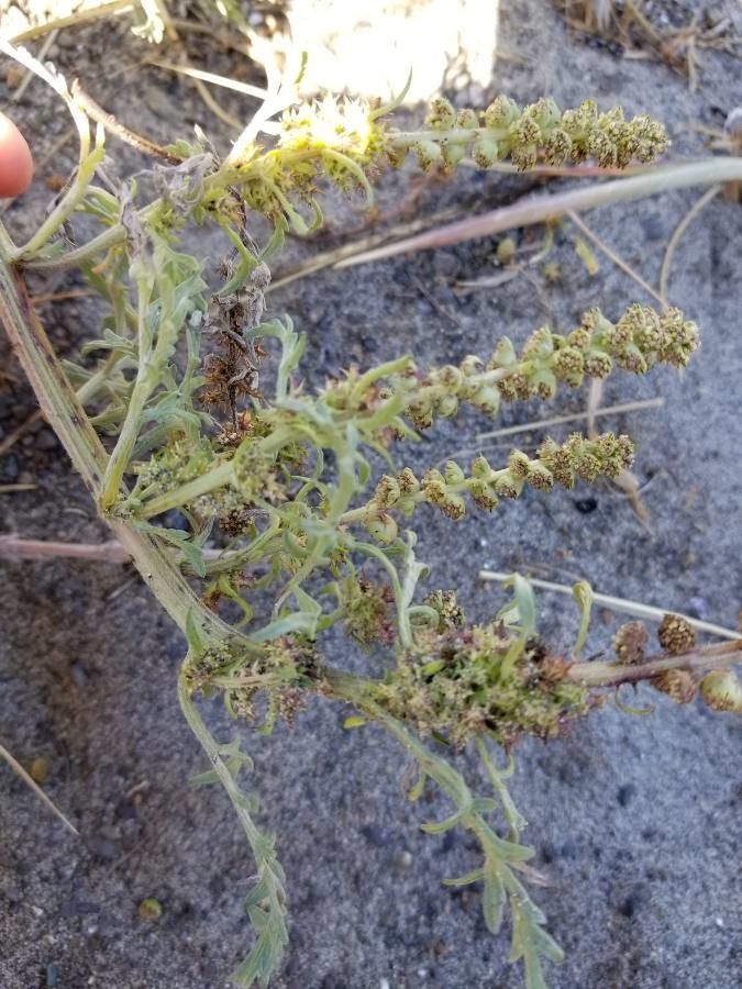 Ambrosia chamissonis fruit