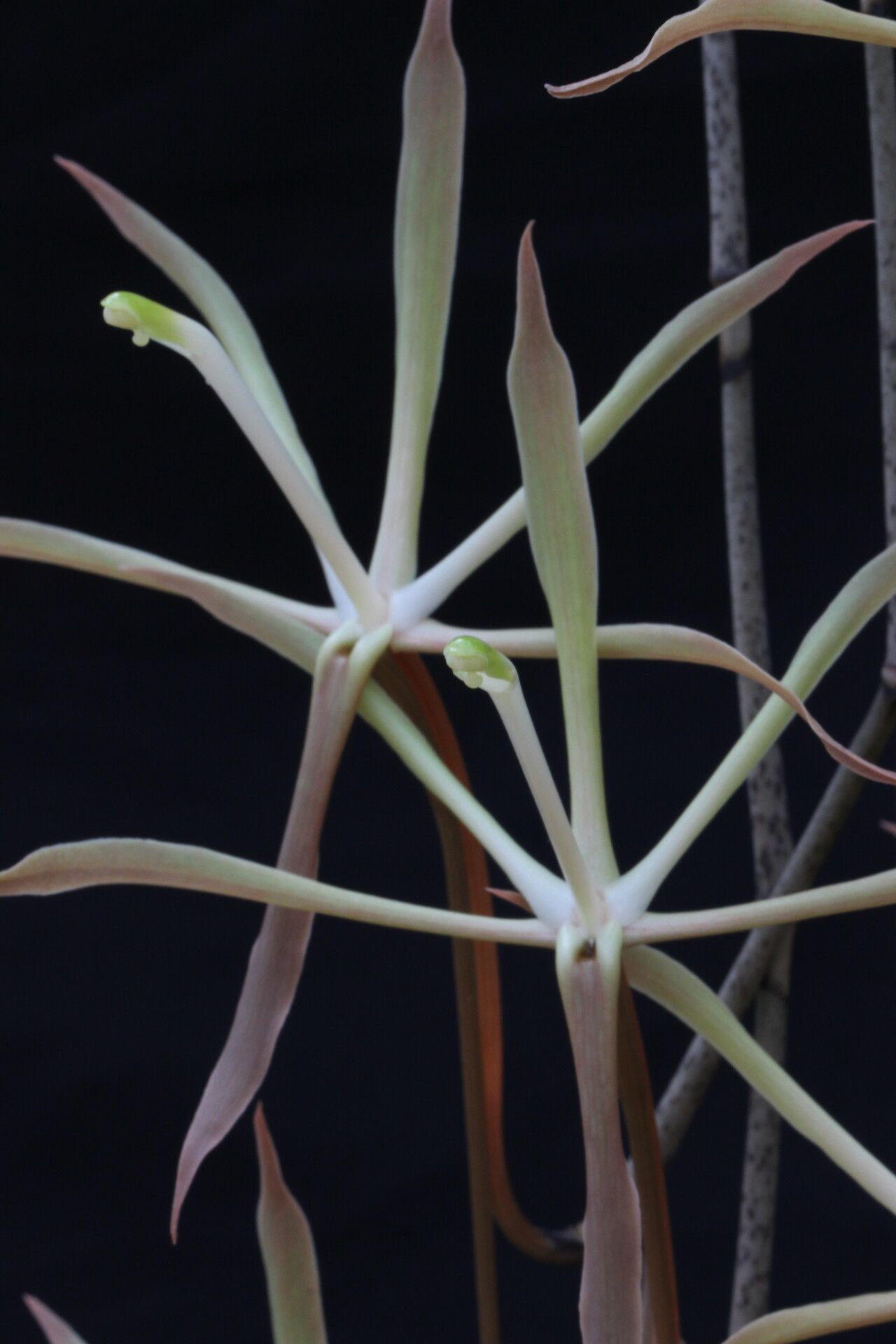 Aerangis gracillima — search result for 'Aerangis'