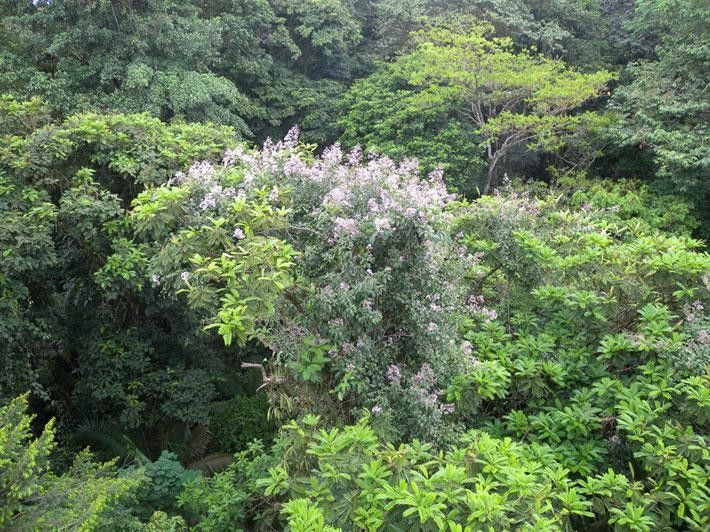 Fridericia florida habit