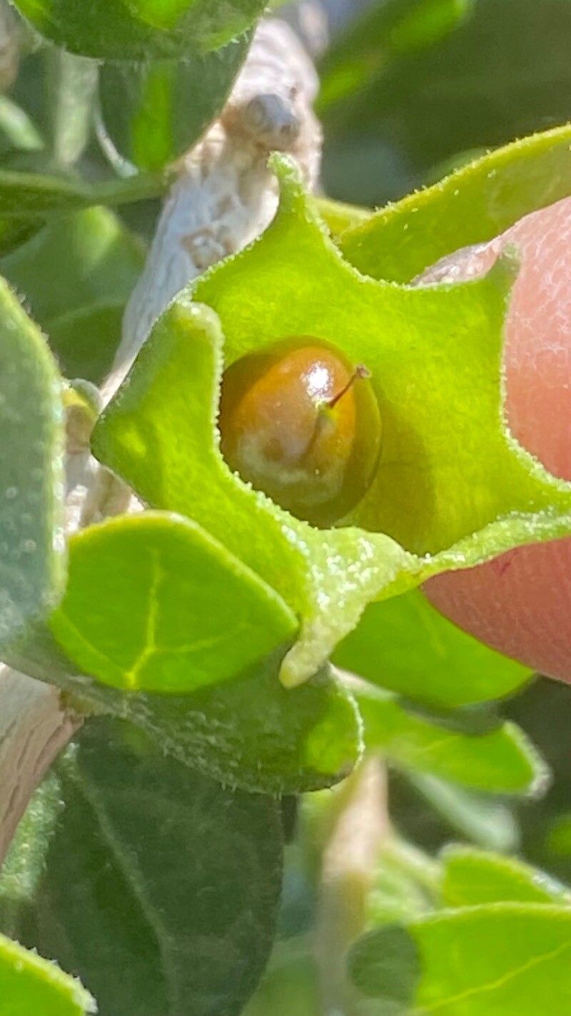 Withania frutescens fruit