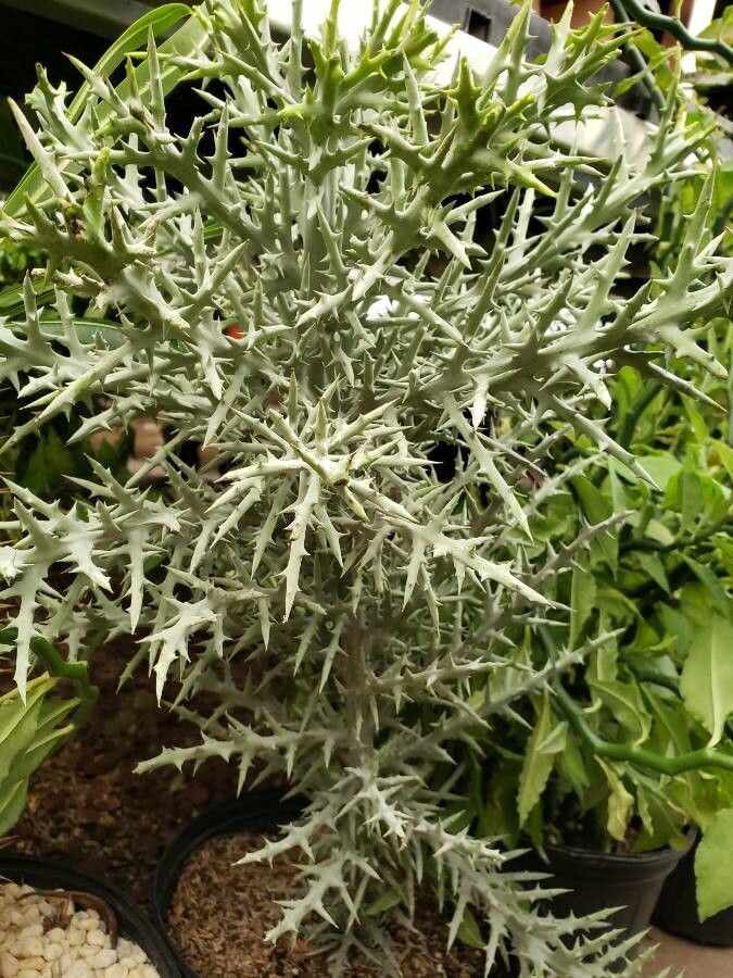 Euphorbia stenoclada habit