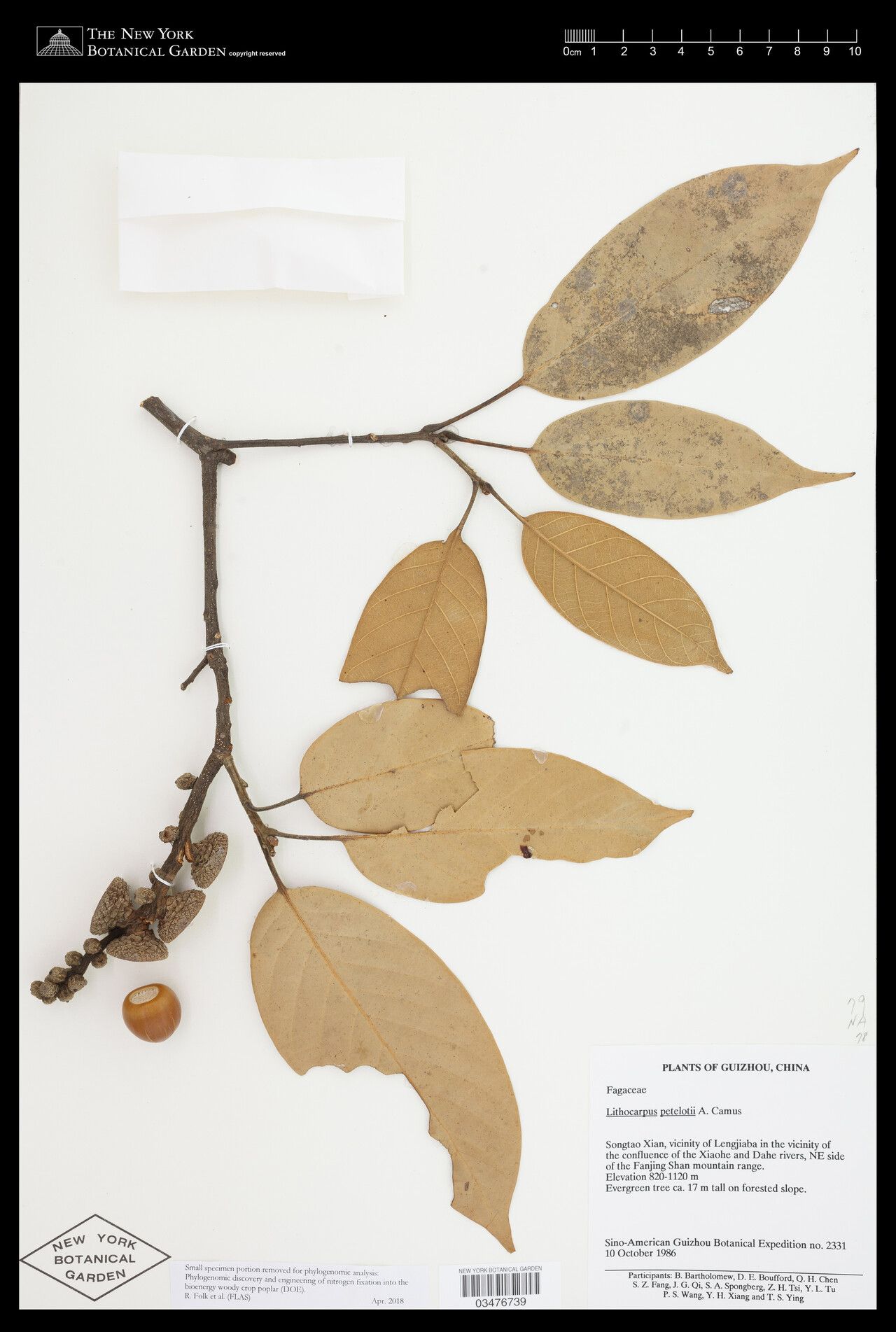 Lithocarpus petelotii — search result for 'Lithocarpus'