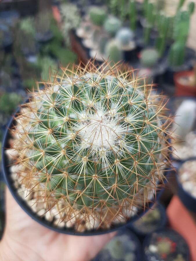 Mammillaria barbata leaf