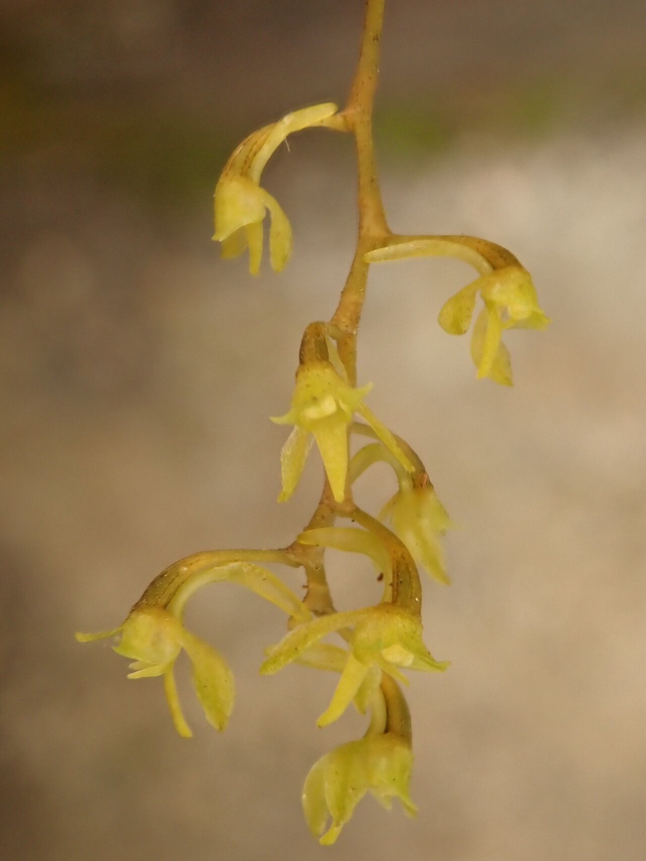 Angraecopsis elliptica flower