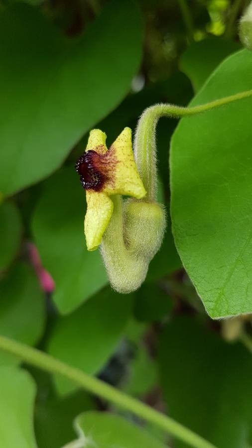 Aristolochia tomentosa flower