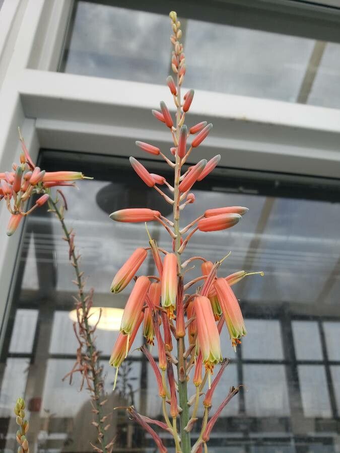 Aloe pictifolia flower