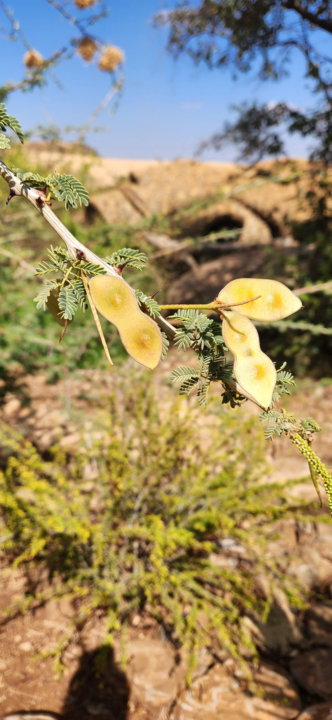 Senegalia thomasii fruit