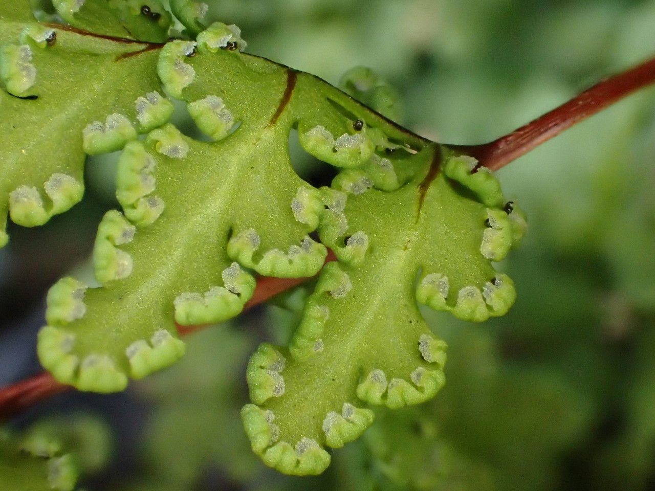 Hemionitis pteridioides flower
