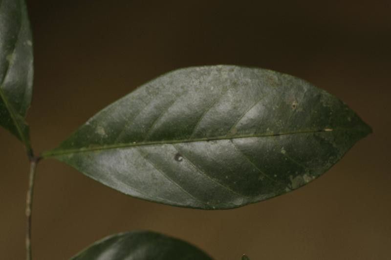 Inga loubryana leaf