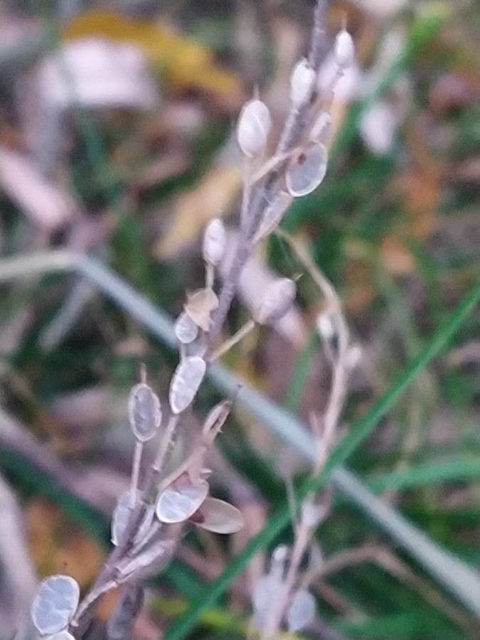 Draba incana — search result for 'and Greenland'