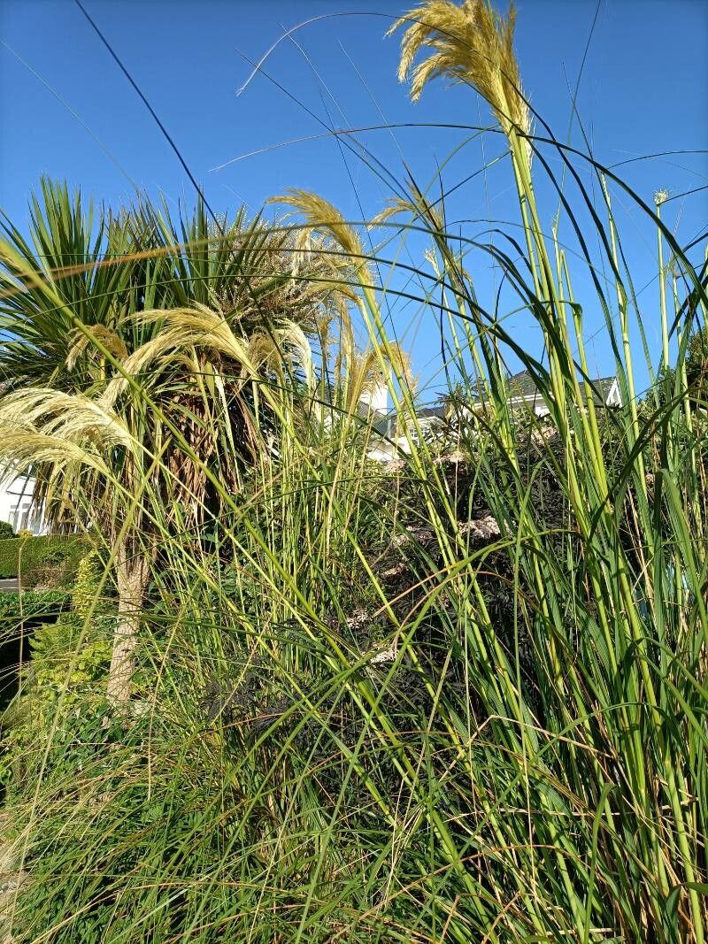 Austroderia richardii flower