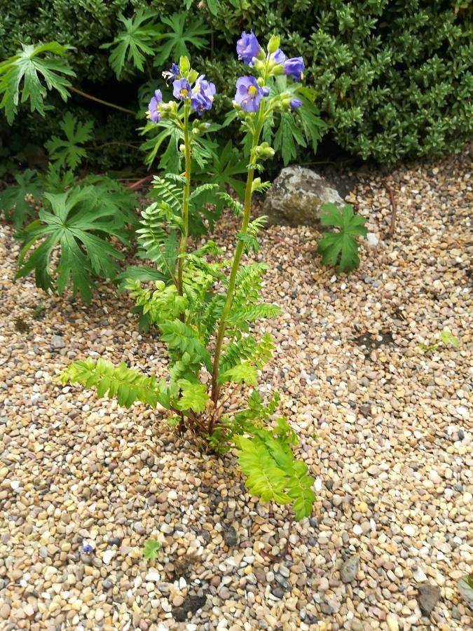 Polemonium foliosissimum — search result for 'Phlox'