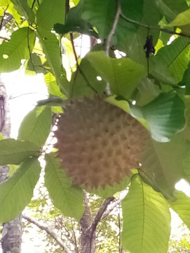 Annona purpurea fruit