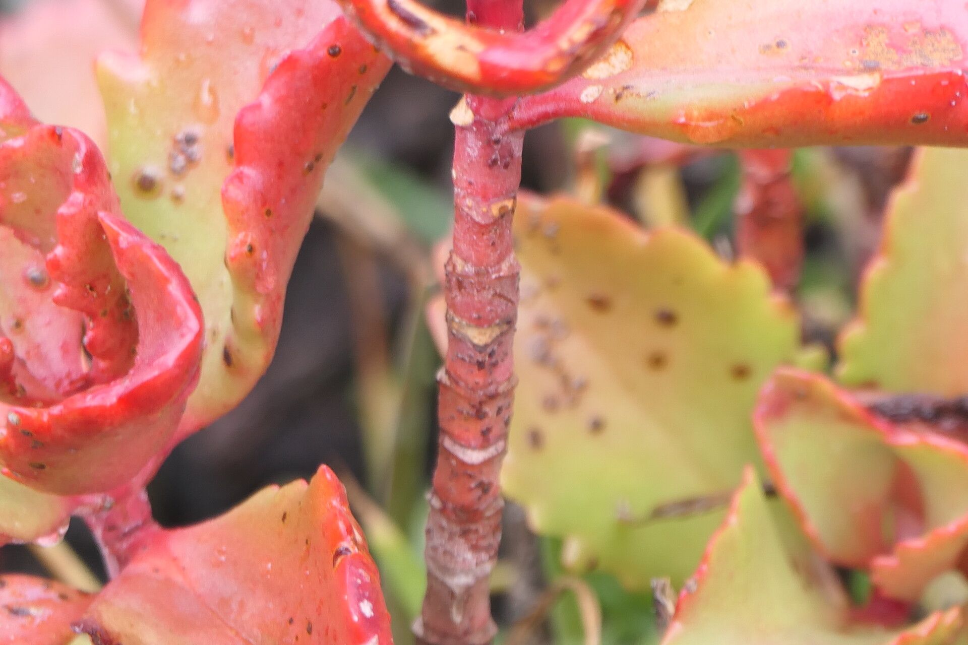 Kalanchoe sexangularis bark