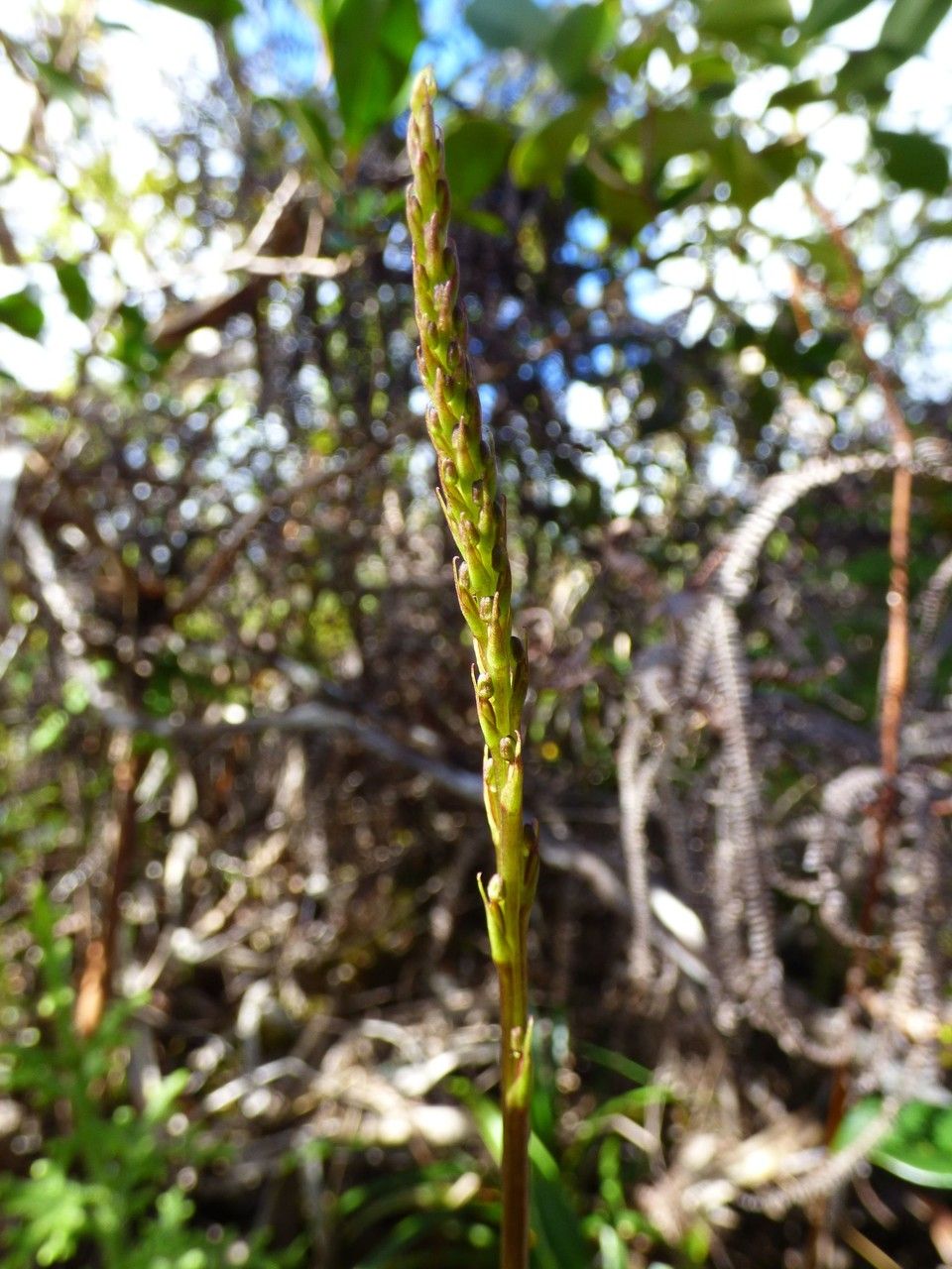 Habenaria decaryana flower