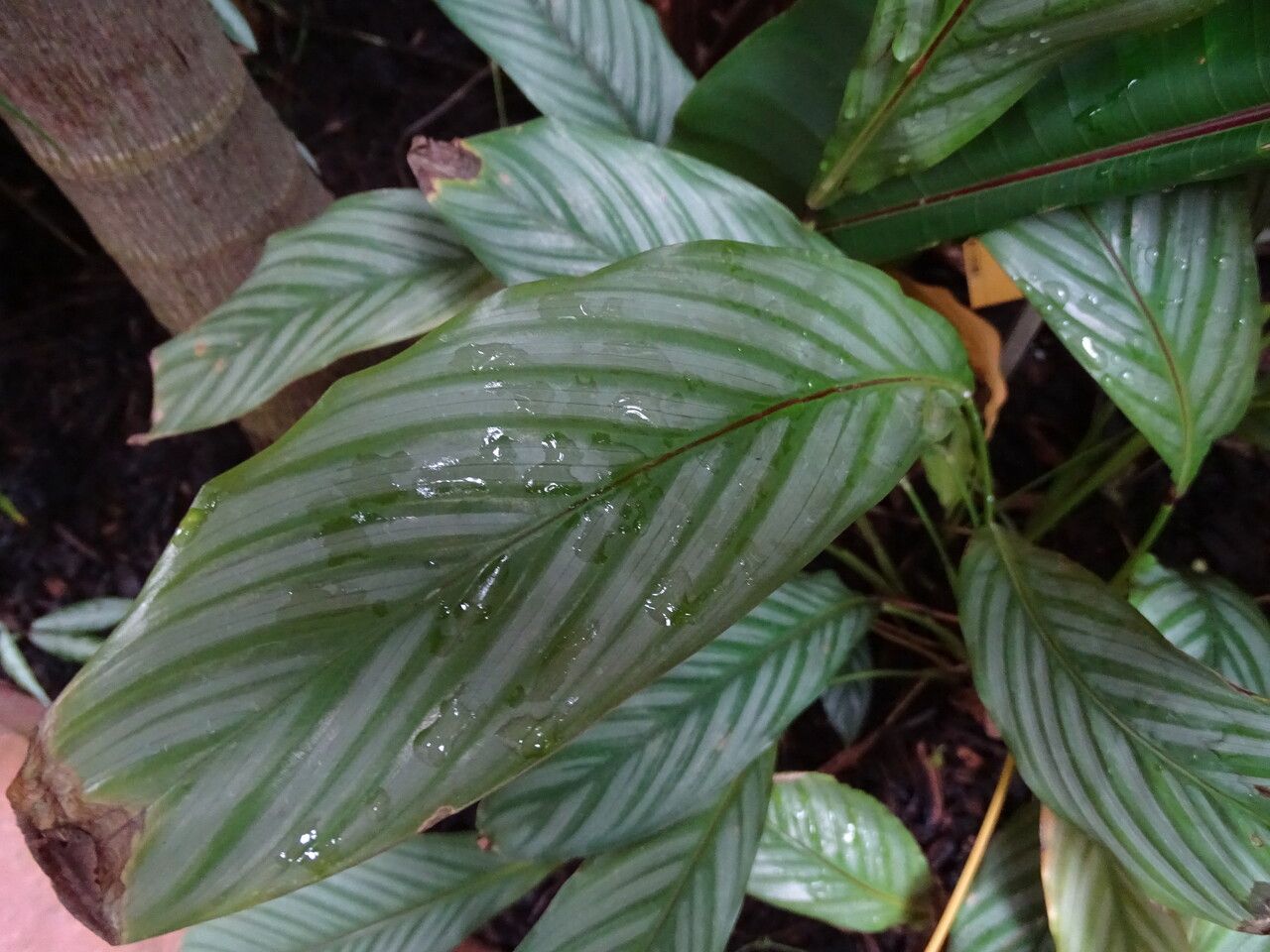Calathea argyrophylla