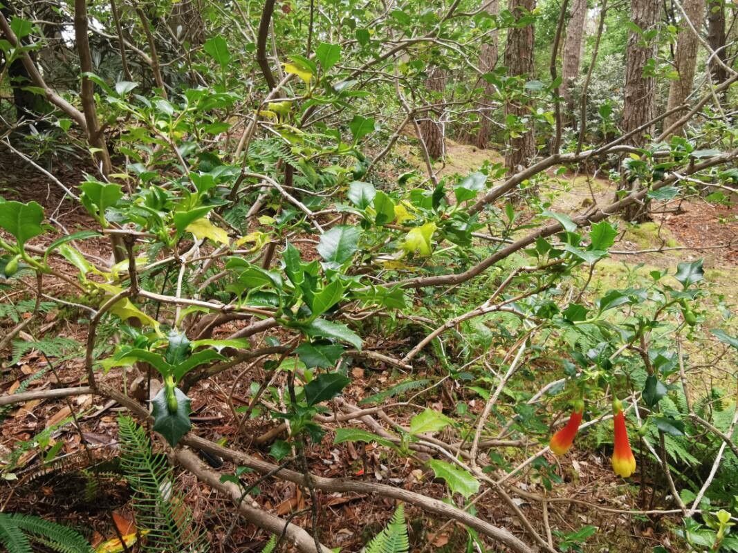 Desfontainia spinosa leaf