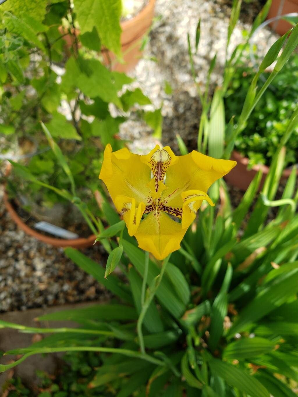 Cypella aquatilis flower