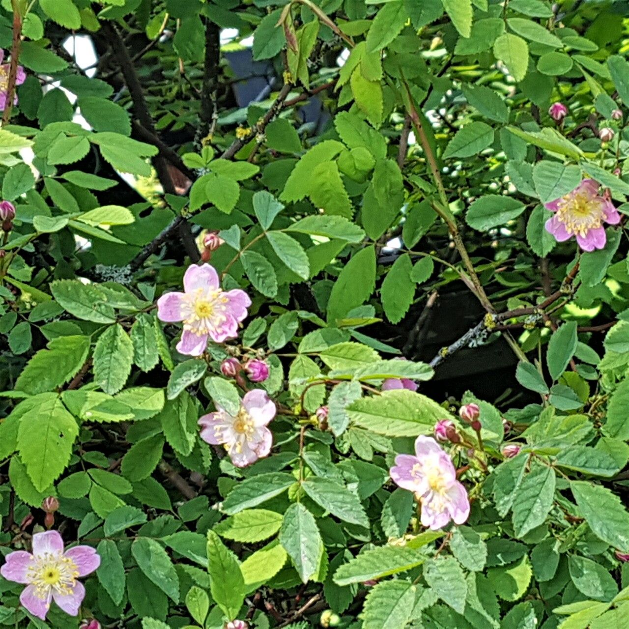Rosa gymnocarpa flower